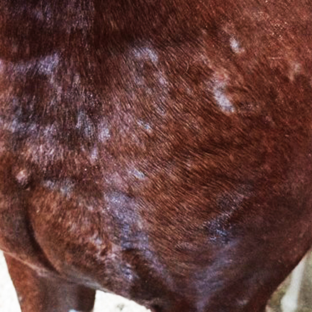 ponywash sani LVD equibao dermatose cheval