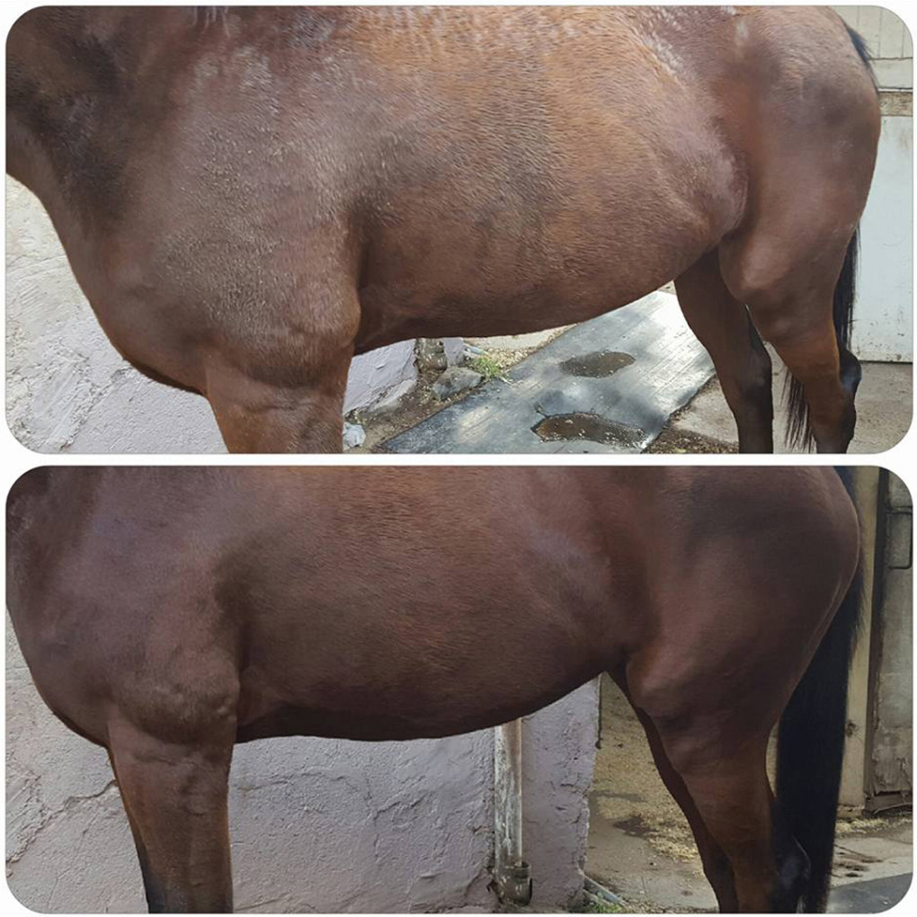 ponywash sani LVD equibao