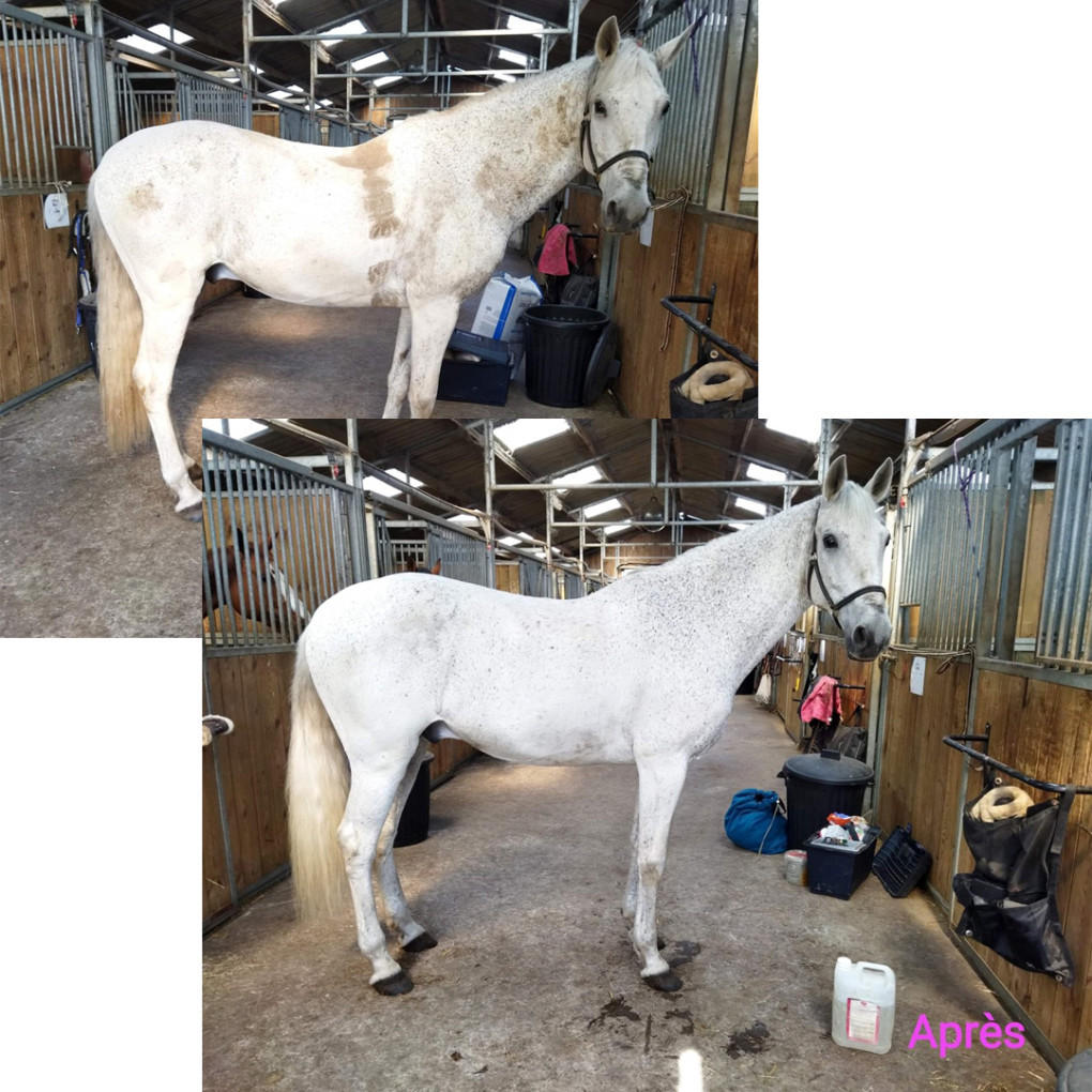 ponywash sani LVD