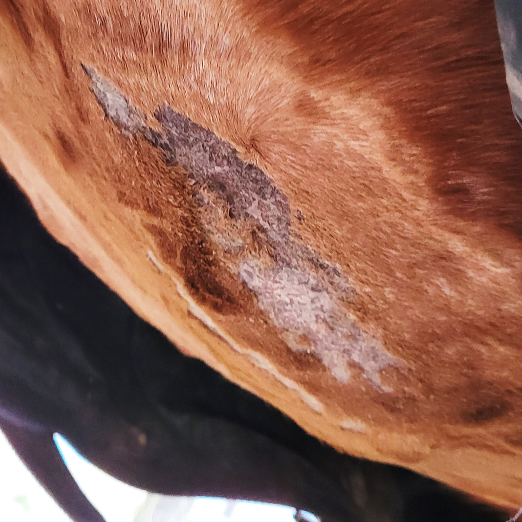 ponywash sani LVD dermatose cheval